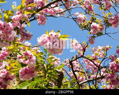 Kanzan Cherry Tree - gloria del fiore di Springtime sormontata dal più bello di tutti. Magnifici gruppi di fiori bianchi e rosa simili a quelli di garofano Foto Stock