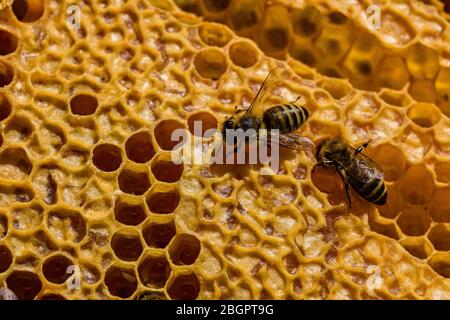 Due api mellifere di carniola (Apis mellifera carnica) striscianti su un nido d'ape, alcune delle cellule sigillate Foto Stock