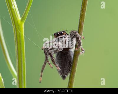 Un carino ragno di salto (Platycryptus californicus) clamore su una pianta e web, di fronte alla macchina fotografica. Fotografato a Delta, British Columbia, Canada Foto Stock