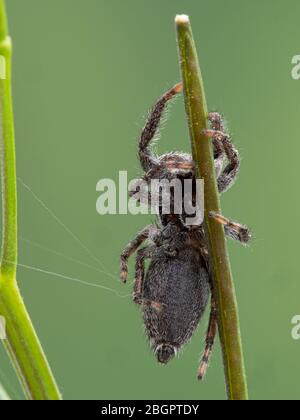 Un ragno fuzzy jumping (Platycryptus californicus) su un gambo di pianta, visto dal basso. Fotografato a Delta, British Columbia, Canada Foto Stock