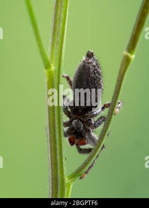Un ragno di salto molto fuzzy (Platycryptus californicus) che si aggrappava sui gambi delle piante, visto dal basso. Fotografato a Delta, British Columbia, Canada Foto Stock