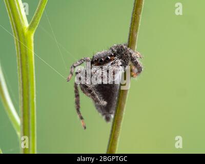 Un carino ragno di salto (Platycryptus californicus) clamore su una pianta e web, di fronte alla macchina fotografica. Fotografato a Delta, British Columbia, Canada Foto Stock