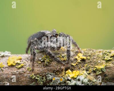 Un carino ragno di salto (Platycryptus californicus) su un ramo coperto di licheni, di fronte alla macchina fotografica. Fotografato a Delta, British Columbia, Canada Foto Stock
