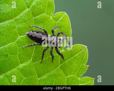Un carino ragno di salto (Platycryptus californicus) su una foglia, vista 3/4. Fotografato a Delta, British Columbia, Canada Foto Stock