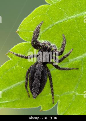 Un carino ragno di salto (Platycryptus californicus) su una foglia verde, vista dorsale. Fotografato a Delta, British Columbia, Canada Foto Stock