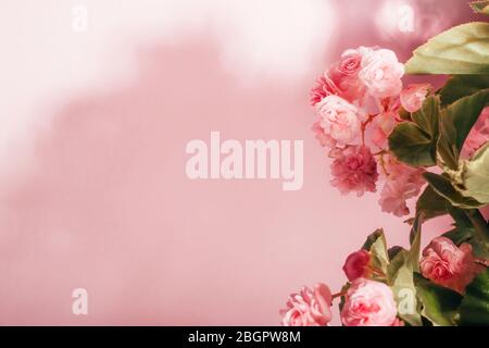 Fiori di tuberose begonias Begonia tuberhybrida accanto al muro con ombra. Sfondo rosa con spazio per la copia. Foto Stock