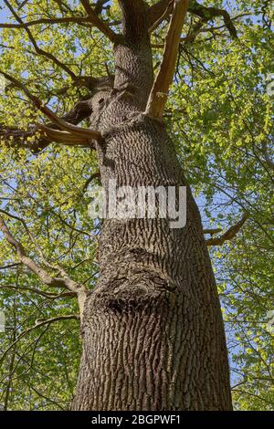 Una possente quercia vecchia. Foresta scena in primavera Foto Stock