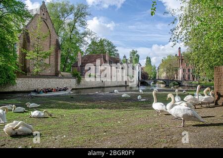 Motoscafo con gruppo di turisti che nuotano sul canale con vista sulla piazza con i cigni vicino al Begijnhof a Bruges, Belgio. Area designata per i cigni Foto Stock