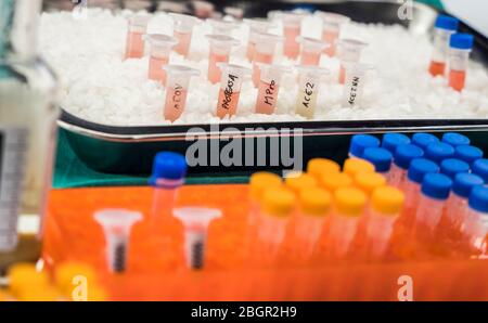 Fiale con campioni di SARS-COV-2 Covid-19 preparate a freddo in un'immagine concettuale ospedaliera Foto Stock