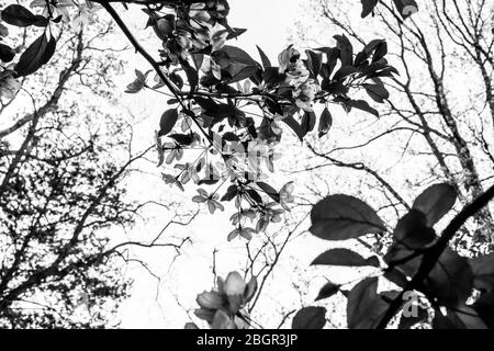 Skyward Shot di fiori di Crabapple in scala di grigi primaverile Foto Stock