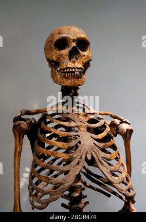 Neanderthal. Homo neanderthalensis. Scheletro di ricostruzione. Pleistocene medio-tardivo. Museo Americano di Storia Naturale, NY. USA. Foto Stock