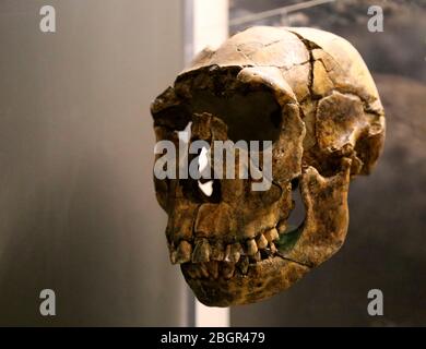 Ergaster homo. Ricostruzione di un cranio. 16 milioni di anni. Turkana occidentale, Kenya. Ricostruzione. Museo Americano di Storia Naturale, NY. USA. Foto Stock