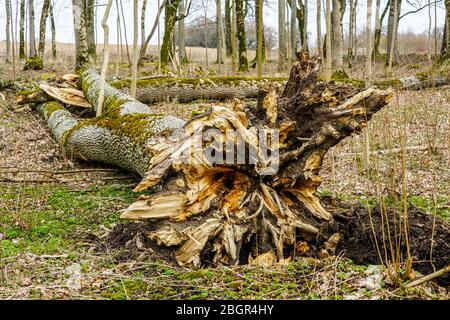 tempesta ha abbattuto il tronco dell'albero con le radici nel primo piano Foto Stock