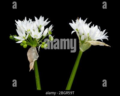 Foto ravvicinata della testa fiorita di aglio selvatico, Allium ursinum, su sfondo nero Foto Stock