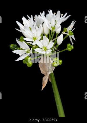 Foto ravvicinata della testa fiorita di aglio selvatico, Allium ursinum, su sfondo nero Foto Stock