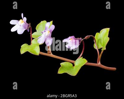 Immagine ravvicinata del fiore selvatico nativo del Regno Unito, Cymbalaria muralis, il toadlax lievitato edera, su uno sfondo nero Foto Stock