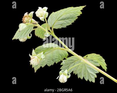 Fiori primaverili del Regno Unito naturalizzato fuga giardino, Robus idaeus, lampone selvatico, su uno sfondo nero Foto Stock