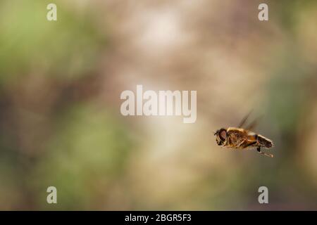 Hoverfly in bilico Foto Stock