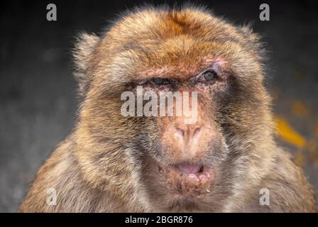 Macachi di Barbery (Macaca sylvanus) a Gibilterra Foto Stock