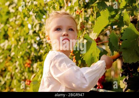 Raccolta delle uve. La bambina raccoglie le uve raccolte in estate al tramonto. Ritratto di bella bambina caucasica di 3 anni bionda riccio Foto Stock