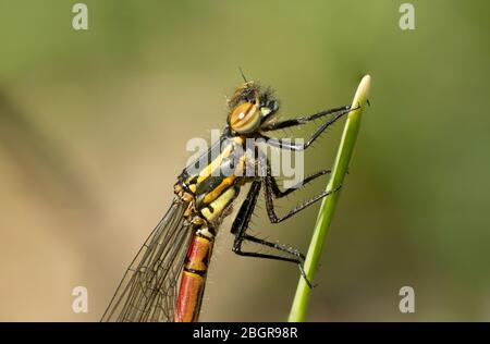 Grande damselfly rosso (Pyrhosoma nymphula), appena emerso da una larva in un giardino stagno e asciugando le sue ali su una canna, Hampshire, Regno Unito Foto Stock