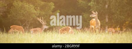Mandria di cervo rosso che pascolano su erba verde in estate al tramonto con la crosta madre Foto Stock