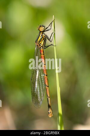 Grande damselfly rosso (Pyrhosoma nymphula), appena emerso da una larva in un giardino stagno e asciugando le sue ali su una canna, Hampshire, Regno Unito Foto Stock