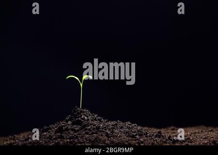 Coltivazione di giovani germogli di mais verde germogli in coltivato campo agricolo su sfondo nero Foto Stock