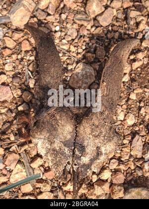 Capra cranio nel deserto di sabbia . Resto del corpo di capra mangiato nel deserto. Le capre sono quasi sempre vicine alle cime delle colline, guardate intorno e camminate sulla collina. Foto Stock