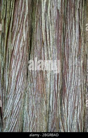 Primo piano dettaglio della corteccia che forma interessanti modelli sul tronco di un antico albero di tasso in Scozia Foto Stock