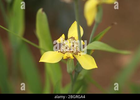 Colore giallo fiore stagionale del Bangladesh con sfondo verde morbido e sfocato nel giardino Foto Stock