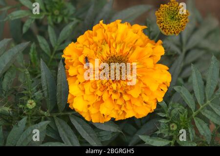 Marigold Flower (gada flower) vista dall'alto nel giardino, Gold Marigold affascina la nostra mente. Foto Stock