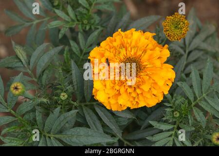 Marigold Flower (gada flower) vista dall'alto nel giardino, Gold Marigold affascina la nostra mente. Foto Stock