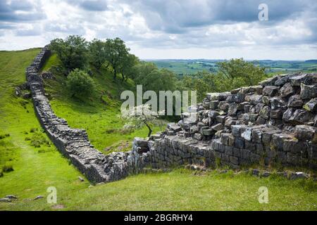 Il Muro di Adriano, confine di costruzione di pietra miliare nel Parco Nazionale del Northumberland a Walltown Crags, Inghilterra Foto Stock