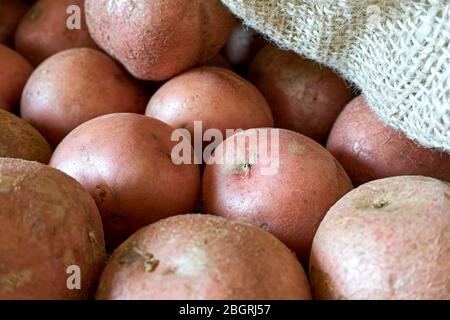 Patate in borsa a borraccia. Primo piano di molte patate rosse biologiche in sacchetto di iuta naturale. Semplice, cibo di base, cucina o concetto agricolo. Foto Stock