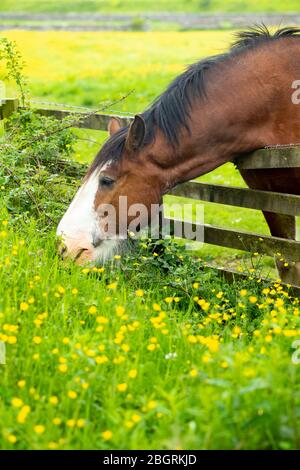 Shire Horse, Equus caballus, mare al pascolo su buttercups e erba lunga in Yorkshire Dales a Smardale Gill, Inghilterra Foto Stock