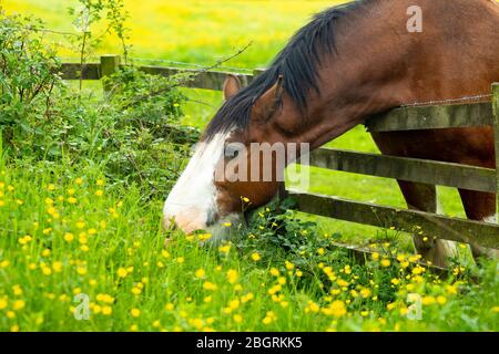 Shire Horse, Equus caballus, mare al pascolo su buttercups e erba lunga in Yorkshire Dales a Smardale Gill, Inghilterra Foto Stock