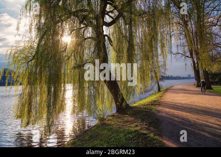 salice piangente sulla riva del lago alster Foto Stock