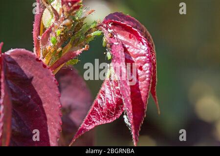 Macro colpo di una rosa infestata molto male apida Foto Stock