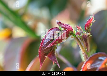 Macro colpo di una rosa infestata molto male apida Foto Stock