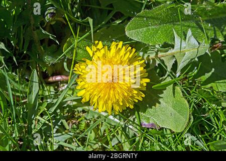 Un dente di leone colpo da vicino da sopra e messo contro un prato di erba Foto Stock