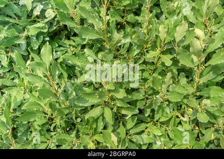 fogliame verde fresco di un cespuglio di alloro Foto Stock