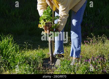 Piantando verdure nel giardino primaverile. Donna sta scavando erbe nella terra. Lavoro a mano. Foto Stock