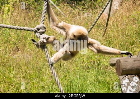 Femmina Gibbon bianco-mano, Hylobates lar, chiamato Hazel arrampicata su corda al Jersey Zoo - Durrell Wildlife Conservation Trust, Channel Isles Foto Stock