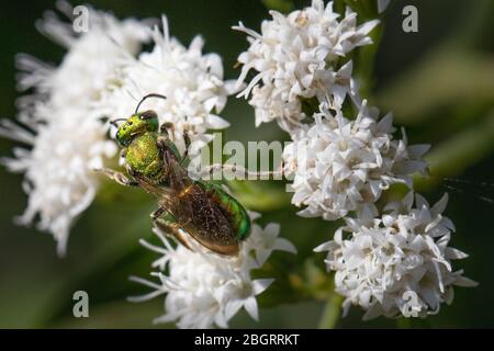 Un'ape verde iridescente che si nutrisce di piccoli fiori bianchi in un prato della Pennsylvania Foto Stock