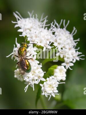 Un'ape verde iridescente che si nutrisce di piccoli fiori bianchi in un prato della Pennsylvania Foto Stock