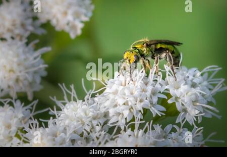 Un'ape iridescente sudorata si nutre di piccoli fiori bianchi in un prato della Pennsylvania Foto Stock