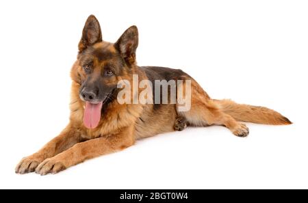 Funny cute cane isolato su bianco Foto Stock