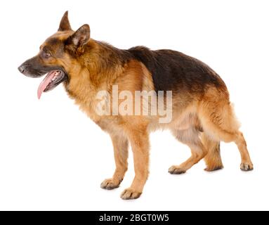 Funny cute cane isolato su bianco Foto Stock