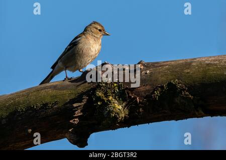 Il chaffinch comune femmina (Coelebs di Fringilla) siede su un ramo Foto Stock